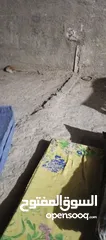  2 قطط للبيع بدون فلوس