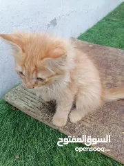  5 قطط للبيع ذكر وانثاء