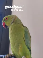  3 ببغاء درارة هندي ذكر اسمو كوكو عمر سنتين مطوق اليف جدا ما بعض نهائي لعوب بحب الاطفال