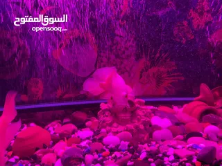 6 حوض سمك اوسكر كامل اغراضو للبيع