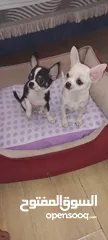  21 Chihuahua puppies