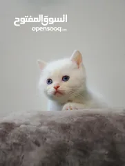 4 قطط منزليات اقرئالوصف