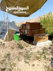  4 نحل بحالة ممتازة للبيع بسعر حرق ....