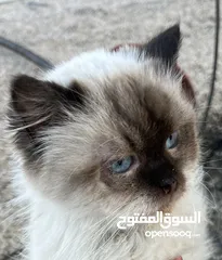  9 قط من فصيل راغدول اغلا أنواع القطط