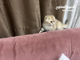  1 قطط سكوتش اهالي مسجله