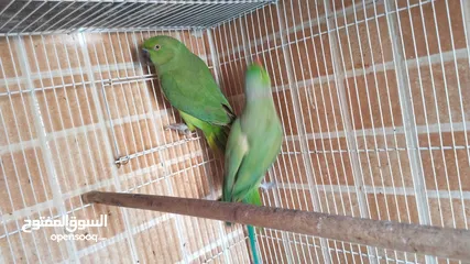  21 Green parrot 2 breading pair 100% bread pair