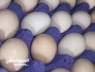  5 بيض مخصب لاحم نوع روص