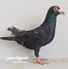  9 حمام للبيع كوم