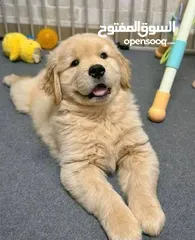  3 جولدن ريتريفر بريطاني أصلي Golden retriever pure