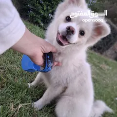  2 بوميرينيان للبيع