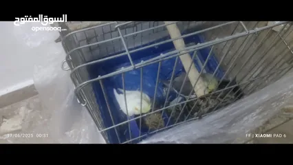 1 تبديل زوج كوكتيل و روز ب جوز روز شغالات كثير اقرأ الوصف
