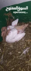 3 حمام  هزاز ابيض