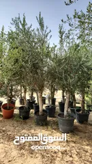  6 Olives Trees Fresh And Healthy