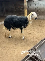  5 كبش نجدي للبيعع