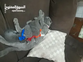  4 قطط للبيع  نوع سكواتش فولد  الام والاب  العمر شهر وكم يوم