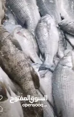  28 أسماك طازجة يوميا