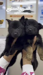  2 German shepherd puppies يراوه جيرمن شيبرد