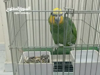  2 ببغاء امزوني حبه جانبو متكلم اليف ريش كامل.للبيع قابل البدل على طيور
