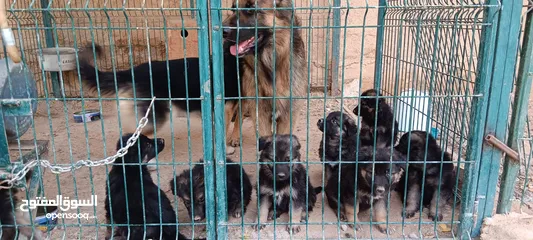  4 German Shepherd Puppies (+)