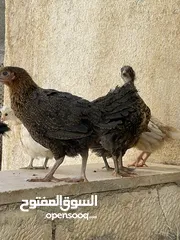  14 كوم صيصان 11 واحد للبيع بسعر حرق بداعي التنضيف والدراسة