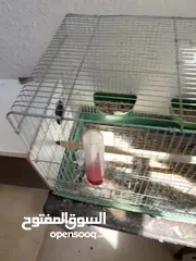  4 جوز كوكتيل مع فرخ طفرة إيزابيل