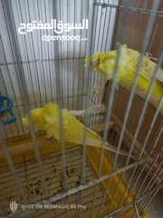  1 حب لاسونغ /روز البيع كوم
