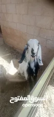  3 ماعز للبيع