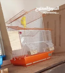  5 جوزين حب البينو جوز ابيض وجوز اصفر وابيض