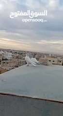  3 فرخين باكستاني نقط بجو مستوا بهزه