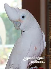  4 كوكاتو غوفن سوبر جامبو ررراقص أليف جدا تم تنزيل السعر لل370 وتمديد العرض  لاول ايام العيد تابع الوصف