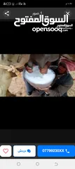  2 حليب نياق يومي طازج تعال احلب بايدك الحليب
