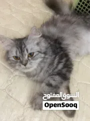  6 Persian cat for free adopt