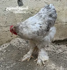  21 براهما اصل الحجم الكبير