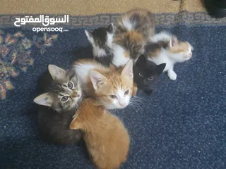  5 قطط صغيرة للتبني