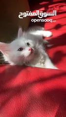  8 برتش مكس شيرازي