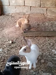  3 ارانب للبيع عدد ثلاث اناثي وذكر مع 6 افراخ عمر 3شهور