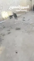  9 عنز شامي نخب اول وراها جدي شامي
