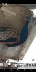  20 طاووس للبيع