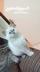  9 انثى شيراز هملايا عمر شهرين وذكر هملايا اورانج عمر 3شهور