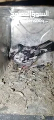  2 حمام للبيع