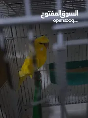  4 غرفة طيور حب هوغو وبردات انكليزي على هوغو للبيع بسعر حرق