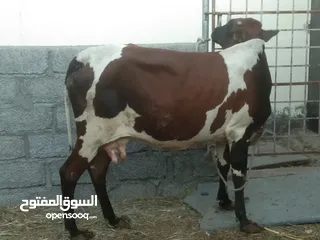  1 بقره تهجين ظفاري بكستاني فيها حليب