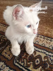 1 قطط انقري للبيع لون ابيض عيون زرق