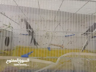  3 جوز كوكتيل شغالات  اقرا الوصف