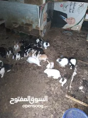  11 ارانب بلدي للبيع المستعجل مشكل كبير وصغير ومعاشير ومواليد