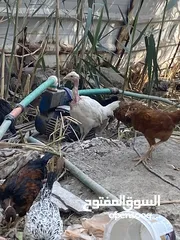  3 دجاج عرب وابو ركيبه