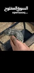  2 حرباي حجم جامبوا. اليفه جدا.  ترببه مزرعه بحاله صحيه ممتازه. واليفه جدا ع الاطفال ومفيده جدا للزريعه