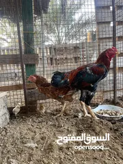  2 زوج من الدجاج الباكستاني