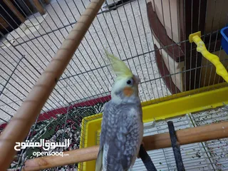 1 طائر كوكتيل للبيع