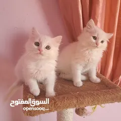  6 ما شاء الله تبارك الله ..... مجموعة من الكتنز بأنوع مختلفة .... .. (موجود تفاااصيل اكتر بالوصف) ..